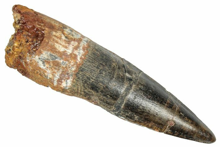Fossil Spinosaurus Tooth - Real Dinosaur Tooth #348610